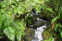 Spaziergang durch den Regenwald