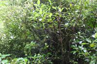 Spaziergang durch den Regenwald (Pfeffer)