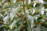 Spaziergang durch den Regenwald (Baumfuchsie)