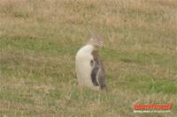 Otago Halbinsel, auf dem Gelände des Pinguin-Schutzprojektes Penguin Place