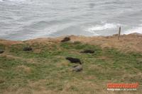 Otago Halbinsel, auf dem Gelände des Pinguin-Schutzprojektes Penguin Place