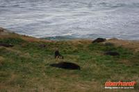 Otago Halbinsel, auf dem Gelände des Pinguin-Schutzprojektes Penguin Place