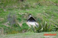 Otago Halbinsel, auf dem Gelände des Pinguin-Schutzprojektes Penguin Place