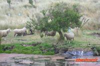 Otago Halbinsel, auf dem Gelände des Pinguin-Schutzprojektes Penguin Place
