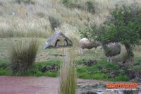 Otago Halbinsel, auf dem Gelände des Pinguin-Schutzprojektes Penguin Place