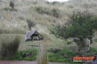 Otago Halbinsel, auf dem Gelände des Pinguin-Schutzprojektes Penguin Place
