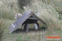 Otago Halbinsel, auf dem Gelände des Pinguin-Schutzprojektes Penguin Place