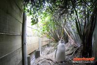 Otago Halbinsel, auf dem Gelände des Pinguin-Schutzprojektes Penguin Place