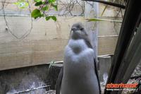 Otago Halbinsel, auf dem Gelände des Pinguin-Schutzprojektes Penguin Place