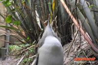 Otago Halbinsel, auf dem Gelände des Pinguin-Schutzprojektes Penguin Place