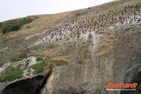 Otago Halbinsel, Bootsfahrt mit Vogelbeobachtungen (NistplÃ€tze der Dominikanermöwen)