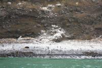 Otago Halbinsel, Bootsfahrt mit Vogelbeobachtungen