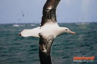 Otago Halbinsel, Bootsfahrt mit Vogelbeobachtungen (so sieht ein Albatro aus!)