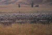 ...unterwegs von Omarama nach Twizel...