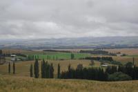 ...unterwegs zwischen Tekapo und Geraldine...