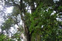 Spaziergang im Peel Forest Park (Totara-Baum)