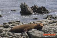 Kaikoura-Halbinsel mit SeebÃ€renkolonie