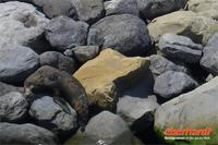 Wahlbeobachtungsfahrt in Kaikoura (auch SeebÃ€ren wurden dabei gesichtet...)