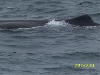 Wahlbeobachtungsfahrt in Kaikoura