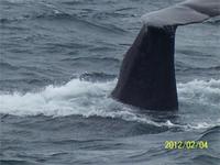 Wahlbeobachtungsfahrt in Kaikoura