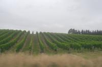 Fahrtimpressionen vom Coastal Pacific (Weinanbau)