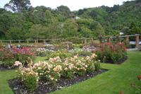 Botanischer Garten (Rosengarten) in Wellington