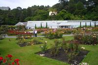 Botanischer Garten (Rosengarten) in Wellington