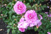 Botanischer Garten (Rosengarten) in Wellington