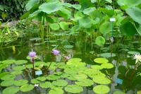 Botanischer Garten in Wellington