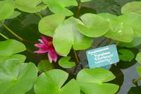 Botanischer Garten in Wellington