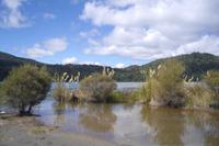 ...auf der Maori-Wanderung (Lake Rotopounamu)...