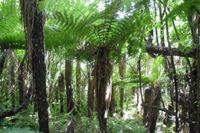 ...auf der Maori-Wanderung...