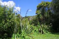 Vegetation rund um den Huka-Wasserfall am Waikato Fluss