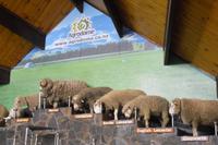 Schafshow im Agrodome Rotorua