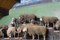 Schafshow im Agrodome Rotorua