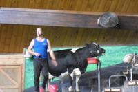 Show im Agrodome Rotorua