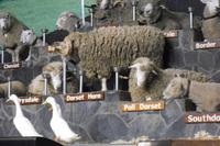 Schafshow im Agrodome Rotorua