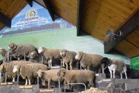 Schafshow im Agrodome Rotorua