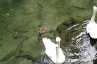 Parkanlage Rainbow Springs in Rotorua (Regenbogenforellen)