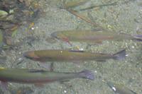 Parkanlage Rainbow Springs in Rotorua (Regenbogenforellen)