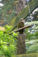 Parkanlage Rainbow Springs in Rotorua