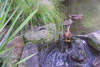 Parkanlage Rainbow Springs in Rotorua