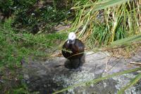 Parkanlage Rainbow Springs in Rotorua (Paradiesente)