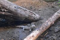 Parkanlage Rainbow Springs in Rotorua (Tuatara)