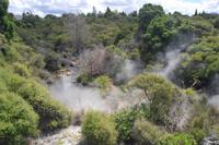 Thermalgebiet Te Puia in Rotorua