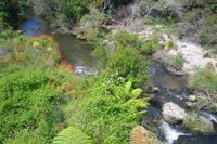 Thermalgebiet Te Puia in Rotorua (Puarenga Bach)
