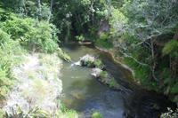 Thermalgebiet Te Puia in Rotorua (Puarenga Bach)