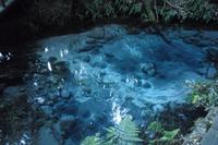 Maori-Abend in Rotorua