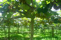 Besuch einer Kiwi-Farm bei Cambridge