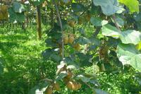 Besuch einer Kiwi-Farm bei Cambridge